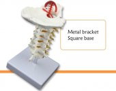 Omurga Boyun Maketi Model 21 - 4