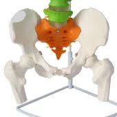 Omurga Maketi 85 cm Model 19 - 2