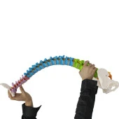 Omurga Maketi 85 cm Model 18 - 5