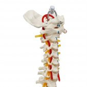 Omurga Maketi 85 cm Model 17 - 3