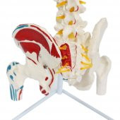 Omurga Maketi 85 cm Model 17 - 4