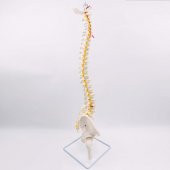 Omurga Maketi 85 cm Model 16 - 1