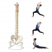 Omurga Maketi 85 cm Model 16 - 2