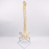 Omurga Maketi 85 cm Model 16 - 4