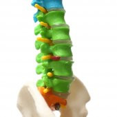 Omurga Maketi 45 cm Model 14 - 5