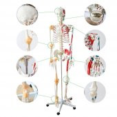 Tam İskelet Maketi 170 cm Model 12 - 1