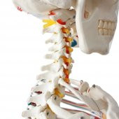 Tam İskelet Maketi 170 cm Model 12 - 2