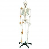 Tam İskelet Maketi 170 cm Model 11 - 1