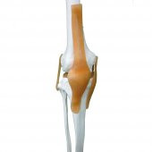 Tam İskelet Maketi 170 cm Model 11 - 3