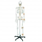 Tam İskelet Maketi 170 cm Model 11 - 5