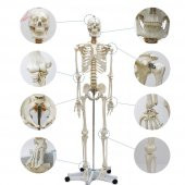 Tam İskelet Maketi 170 cm Model 10 - 2