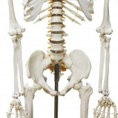 Tam İskelet Maketi 170 cm Model 10 - 3