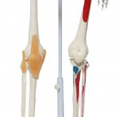 Tam İskelet Maketi 85 cm Model 9 - 3