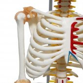 Tam İskelet Maketi 85 cm Model 9 - 4