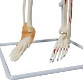 Tam İskelet Maketi 85 cm Model 9 - 5