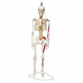 Tam İskelet Maketi 85 cm Model 7 - 2