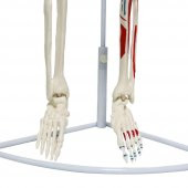 Tam İskelet Maketi 85 cm Model 7 - 5