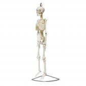 Tam İskelet Maketi 85 cm Model 6 - 2