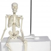 Tam İskelet Maketi 45 cm Model 4 - 2