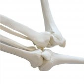 Tam İskelet Maketi 85 cm Model 5 - 4