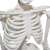 Tam İskelet Maketi 45 cm Model 4 - 4