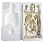 Tam İskelet Maketi 45 cm Model 4 - 5