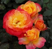 Tüplü Yediveren Flaming Star Yediven Gül Fidanı thumbnail 4