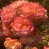 Tüplü Polyanna Yediveren Yoğun Kokulu Gül Fidanı thumbnail 1