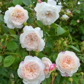 Tüplü Katmerli Blush Yediveren Gül Fidanı thumbnail 1