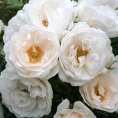 Tüplü Aşılı Hella Beyaz Kokulu Sarmaşık Gül Fidanı thumbnail 1