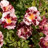 Tüplü Yediveren Çift Renkli Türkiyem 6 Hafif Kokulu Gül Fidanı thumbnail 1