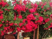 Tüplü Kokulu Kırmızı Cherry Belle Sarmaşık Gül Fidanı(120-160 cm) thumbnail 1