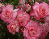 Tüplü Yediveren Aşılı Laguna Koyu Pembe Sarmaşık Gül Fidanı thumbnail 1