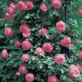 Tüplü Yediveren Kokulu Pembe Renkli Rosanna Sarmaşık Gül Fidanı thumbnail 1