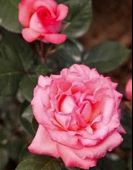 Tüplü Aşılı Esma Nar Çiçeği Yediveren Kokulu Gül Fidanı thumbnail 1