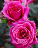 Tüplü Aşılı Lolly Koyu Pembe Kokulu Yediveren Gül Fidanı thumbnail 1