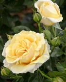 Tüplü Aşılı Salvador Dali Sarı Yediveren Kokulu Gül Fidanı thumbnail 1