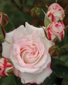 Tüplü Aşılı Blue Orkan Yediveren Gül Fidanı thumbnail 1