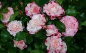 Tüplü Aşılı Rosenstadt Freising Pembe Beyaz Yediveren Gül Fidanı thumbnail 1