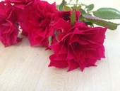 Yıldız Şeklinde Çiçek Açan Star Love Gül Fidanı thumbnail 1