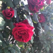 Tüplü Aşılı Yoğun Kokulu Kırmızı Kozluören Sarmaşık Gül Fidanı thumbnail 1