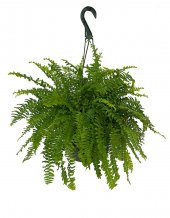 Aşk Merdiveni Nephrolepis 20-30 cm - 1