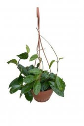 Mum Çiçeği Kokulu Hoya Carnosa - 1