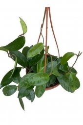 Mum Çiçeği Kokulu Hoya Carnosa - 2