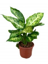 DİFENBAHYA BİTKİSİ-Dieffenbachia Camilla 30-40 cm - 1