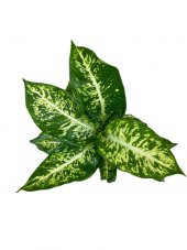DİFENBAHYA BİTKİSİ-Dieffenbachia Camilla 30-40 cm - 2