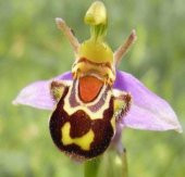 DAY 10 ADET ARI ORKİDE ÇİÇEK TOHUMU + 10 ADET HEDİYE KARIŞIK RENK GÜL TOHUMU thumbnail 1