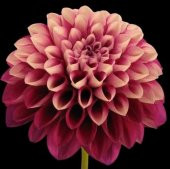 DAY GARDEN 25 ADET PEMBE DAHLİA ÇİÇEĞİ TOHUMU + 10 ADET HEDİYE KARIŞIK GÜL ÇİÇEK TOHUMU - 1