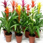 DAY GARDEN 25 ADET KARIŞIK GUZMANYA ÇİÇEĞİ TOHUMU + 10 ADET HEDİYE GÜL ÇİÇEK TOHUMU - 1
