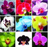 DAY GARDEN 25 ADET BALERİN ORKİDE ÇİÇEK TOHUMU + 10 ADET HEDİYE GÜL TOHUMU ŞOK FİYAT - 2